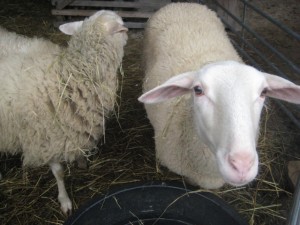 Schäferei3